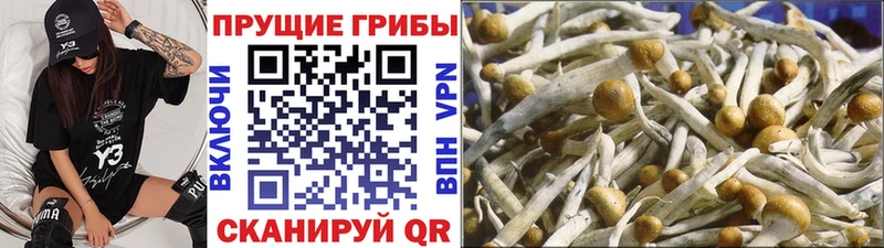 Купить где Приморско-Ахтарск Псилоцибиновые грибы мицелий